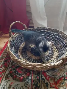 Котенок в добрые руки.