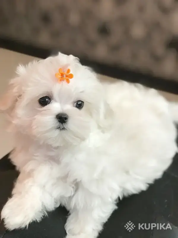 Шикарные щенки мальтезе