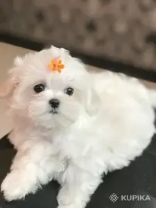 Шикарные щенки мальтезе