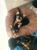 Щенки йоркширского терьера - Вся Беларусь - 248345 - Доска объявлений Kupika.by - Фото 4