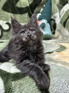 Мейн-Кун котята
