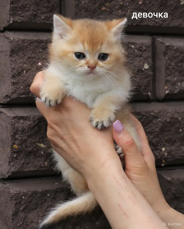 Шотландские котята