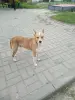 Собака в дар - Вся Беларусь - 249965 - Доска объявлений Kupika.by