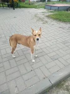 Собака в дар