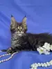 Мейн-Кун котята чистокровные - Вся Беларусь - 249572 - Доска объявлений Kupika.by - Фото 13