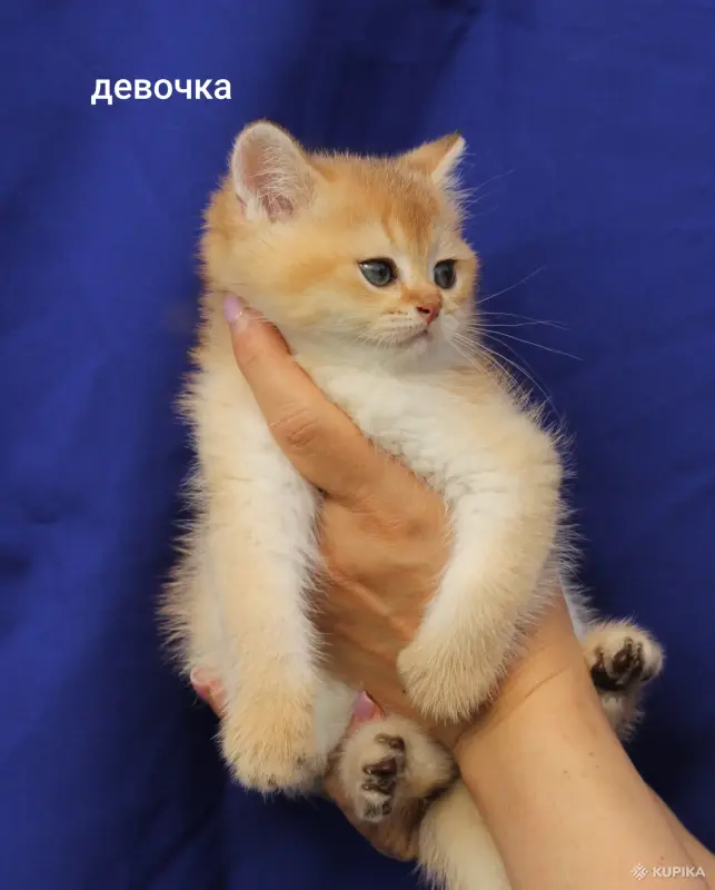 Кошки - Шотландские котята - Вся Беларусь - Фото 3 Шотландские котята - Вся Беларусь - 249879 - Доска объявлений Kupika.by - Фото 3
