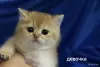 Шотландские котята - Вся Беларусь - 248366 - Доска объявлений Kupika.by