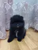 Собаки - Померанский шпиц. - Вся Беларусь Померанский шпиц. - Вся Беларусь - 249546 - Доска объявлений Kupika.by