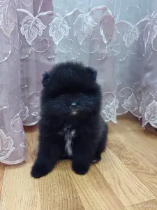 Померанский шпиц.