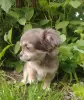 Собаки - Чихуахуа девочки - Вся Беларусь - Фото 6 Чихуахуа девочки - Вся Беларусь - 249482 - Доска объявлений Kupika.by - Фото 6