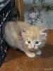 Даром. Котята - Вся Беларусь - 248922 - Доска объявлений Kupika.by
