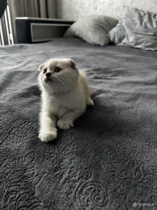 Шотландский котенок