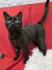 Кошки - Красивая кошечка в добрые руки - Вся Беларусь Красивая кошечка в добрые руки - Вся Беларусь - 249907 - Доска объявлений Kupika.by