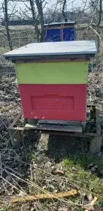 Пчелиные семьи, пчёла пакеты, пчелиные рои