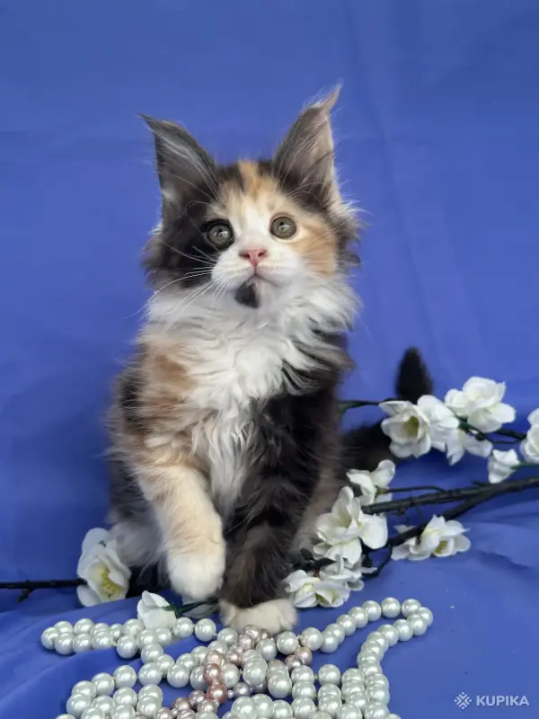 Мейн-Кун котята чистокровные - Вся Беларусь - 249572 - Доска объявлений Kupika.by - Фото 2