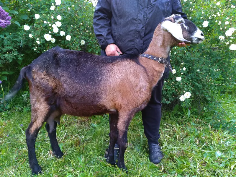 Покрытая 87,5% англо-нубийская коза - Вся Беларусь - 247636 - Доска объявлений Kupika.by - Фото 3
