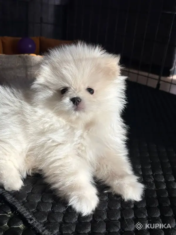Продам щенка померанского шпица - Вся Беларусь - 248923 - Доска объявлений Kupika.by - Фото 2