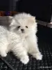 Продам щенка померанского шпица - Вся Беларусь - 248923 - Доска объявлений Kupika.by - Фото 2