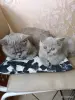 Кошки - Девочка британка - Вся Беларусь - Фото 9 Девочка британка - Вся Беларусь - 250211 - Доска объявлений Kupika.by - Фото 9