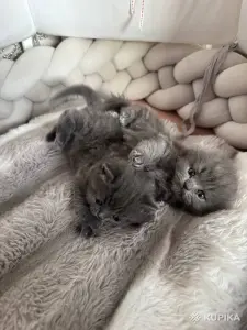 Шотландские котята
