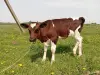 Бычок - Вся Беларусь - 249266 - Доска объявлений Kupika.by