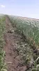 Семена лука, чернушка - Вся Беларусь - 249538 - Доска объявлений Kupika.by - Фото 6
