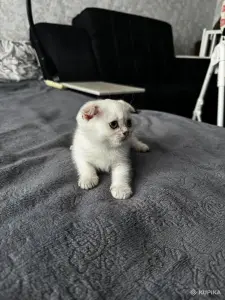 Шотландская вислоухая кошечка
