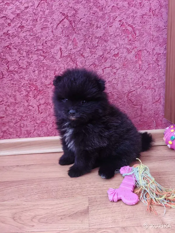 Собаки - Мальчик померанского шпица - Вся Беларусь - Фото 2 Мальчик померанского шпица - Вся Беларусь - 249225 - Доска объявлений Kupika.by - Фото 2