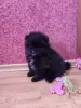 Собаки - Мальчик померанского шпица - Вся Беларусь - Фото 2 Мальчик померанского шпица - Вся Беларусь - 249225 - Доска объявлений Kupika.by - Фото 2