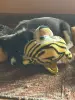 Щенок 1.5 мес. в добрые руки - Вся Беларусь - 248053 - Доска объявлений Kupika.by