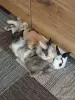 Декоративные кролики - Вся Беларусь - 250462 - Доска объявлений Kupika.by