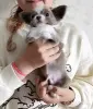 Собаки - Разные щенки цветные чихуахуа девочки и мальчики мини и стандарт . - Вся Беларусь - Фото 5 Разные щенки цветные чихуахуа девочки и мальчики мини и стандарт . - Вся Беларусь - 250322 - Доска объявлений Kupika.by - Фото 5