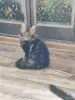 Кошки - Мейн-Кун - Вся Беларусь - Фото 2 Мейн-Кун - Вся Беларусь - 249013 - Доска объявлений Kupika.by - Фото 2