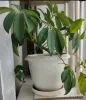 Комнатные растения - Домашние цветы - Буда-Кошелево - Фото 3 Домашние цветы - Буда-Кошелево - 248830 - Доска объявлений Kupika.by - Фото 3