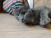 Кошки - Очаровательная юная кошечка Дымка в дар - Вся Беларусь - Фото 8 Очаровательная юная кошечка Дымка в дар - Вся Беларусь - 250263 - Доска объявлений Kupika.by - Фото 8
