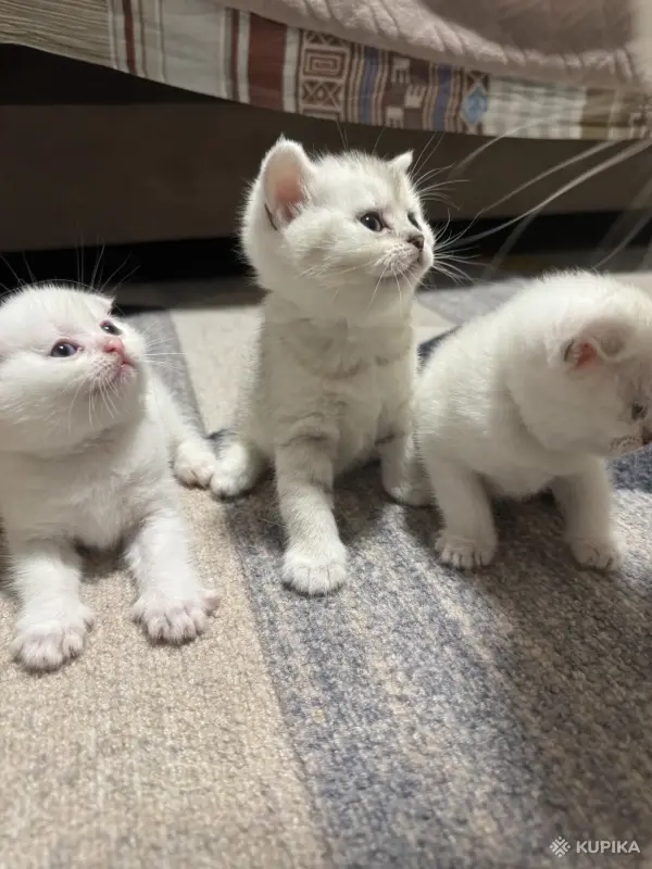 Котята шатландские - Вся Беларусь - 249233 - Доска объявлений Kupika.by - Фото 7