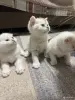 Котята шатландские - Вся Беларусь - 249233 - Доска объявлений Kupika.by - Фото 7