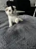 Шотландская вислоухая кошечка - Вся Беларусь - 249883 - Доска объявлений Kupika.by - Фото 5