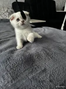 Шотландская вислоухая кошечка