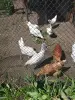 Сельскохозяйственные животные - домашние куриные яйца молодых кур - несушек - Вся Беларусь - Фото 3 домашние куриные яйца молодых кур - несушек - Вся Беларусь - 248834 - Доска объявлений Kupika.by - Фото 3