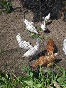 домашние куриные яйца  молодых кур - несушек