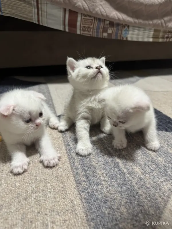 Котята шатландские - Вся Беларусь - 249233 - Доска объявлений Kupika.by - Фото 6