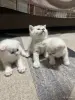Котята шатландские - Вся Беларусь - 249233 - Доска объявлений Kupika.by - Фото 6