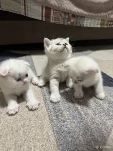 Котята шатландские