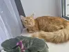 Кошки - Кастрированный котик ищет дом - Вся Беларусь - Фото 2 Кастрированный котик ищет дом - Вся Беларусь - 249906 - Доска объявлений Kupika.by - Фото 2