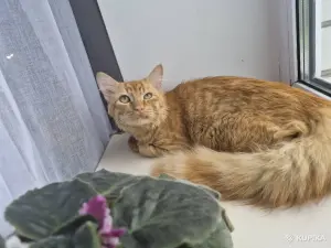 Кастрированный котик ищет дом