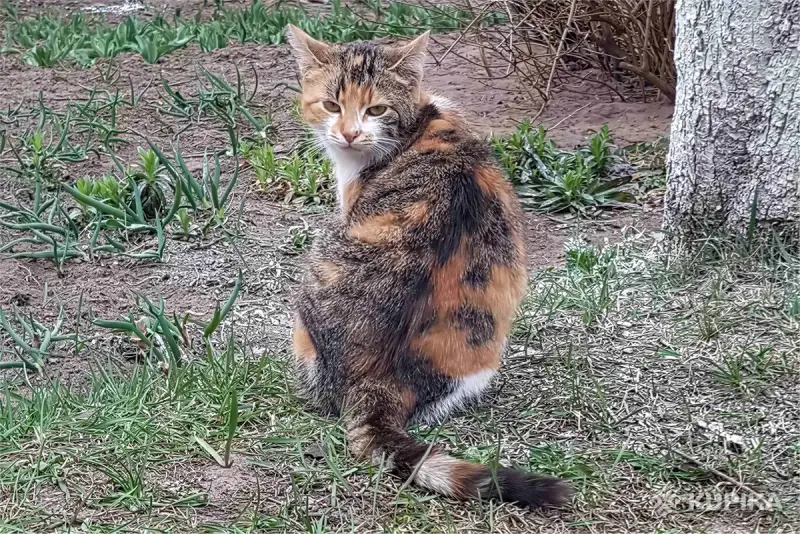Котики очень срочно ищут дом - Вся Беларусь - 250486 - Доска объявлений Kupika.by - Фото 4