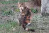 Котики очень срочно ищут дом - Вся Беларусь - 250486 - Доска объявлений Kupika.by - Фото 4