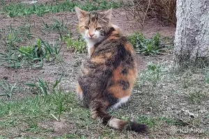 Котики очень срочно ищут дом