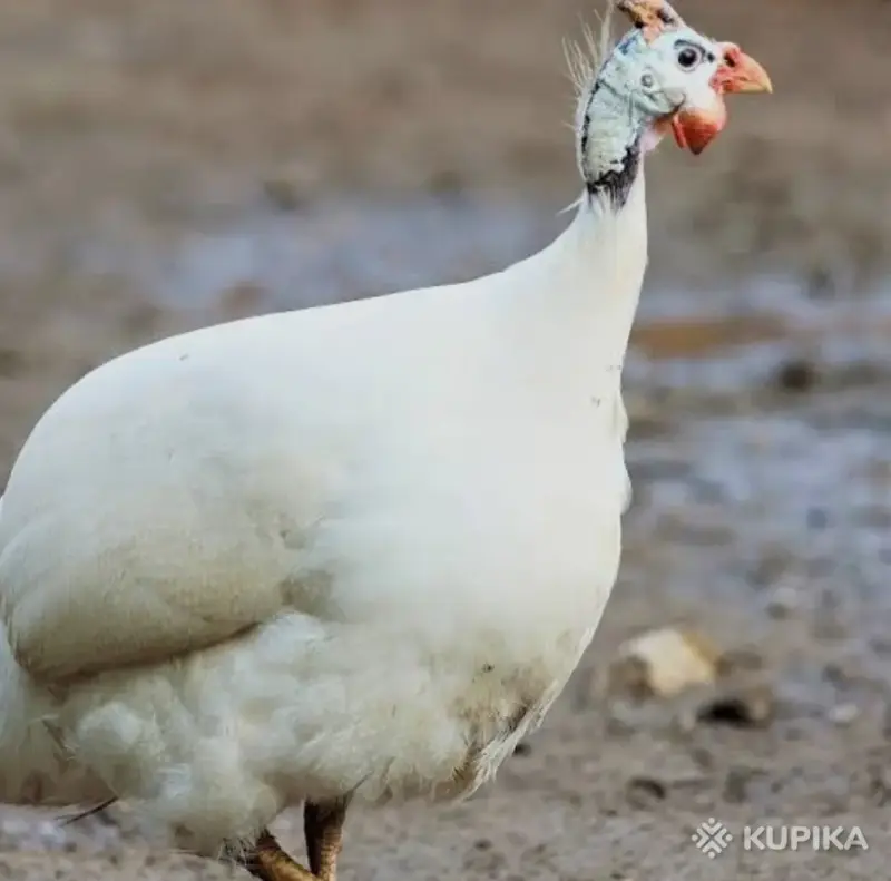 Продукты питания - Яйцо цесарки - Вся Беларусь - Фото 7 Яйцо цесарки - Вся Беларусь - 248324 - Доска объявлений Kupika.by - Фото 7